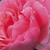Rózsaszín - Angol rózsa - Ausglobe